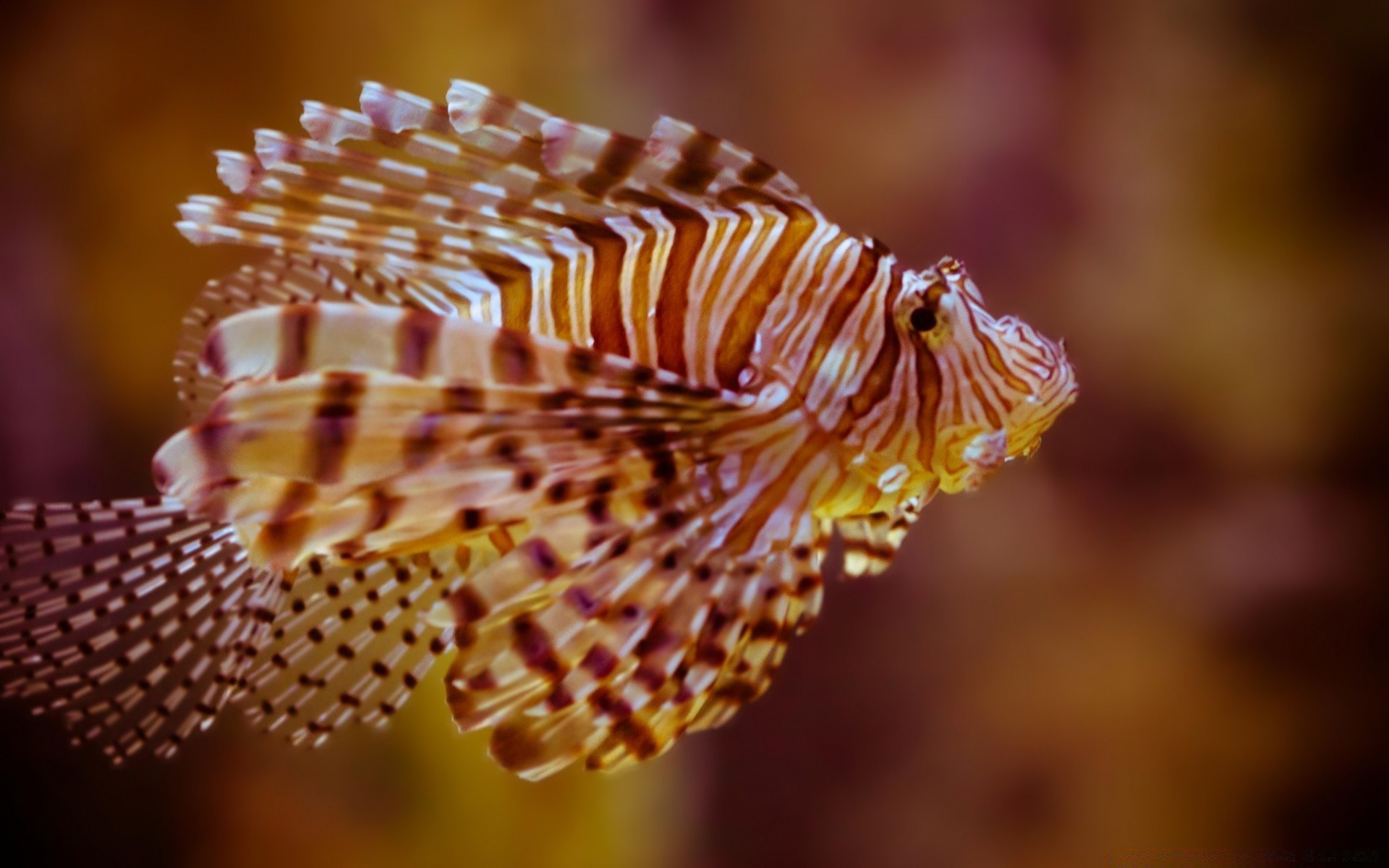 animaux marins nature invertébrés à l extérieur couleur sous-marin la faune