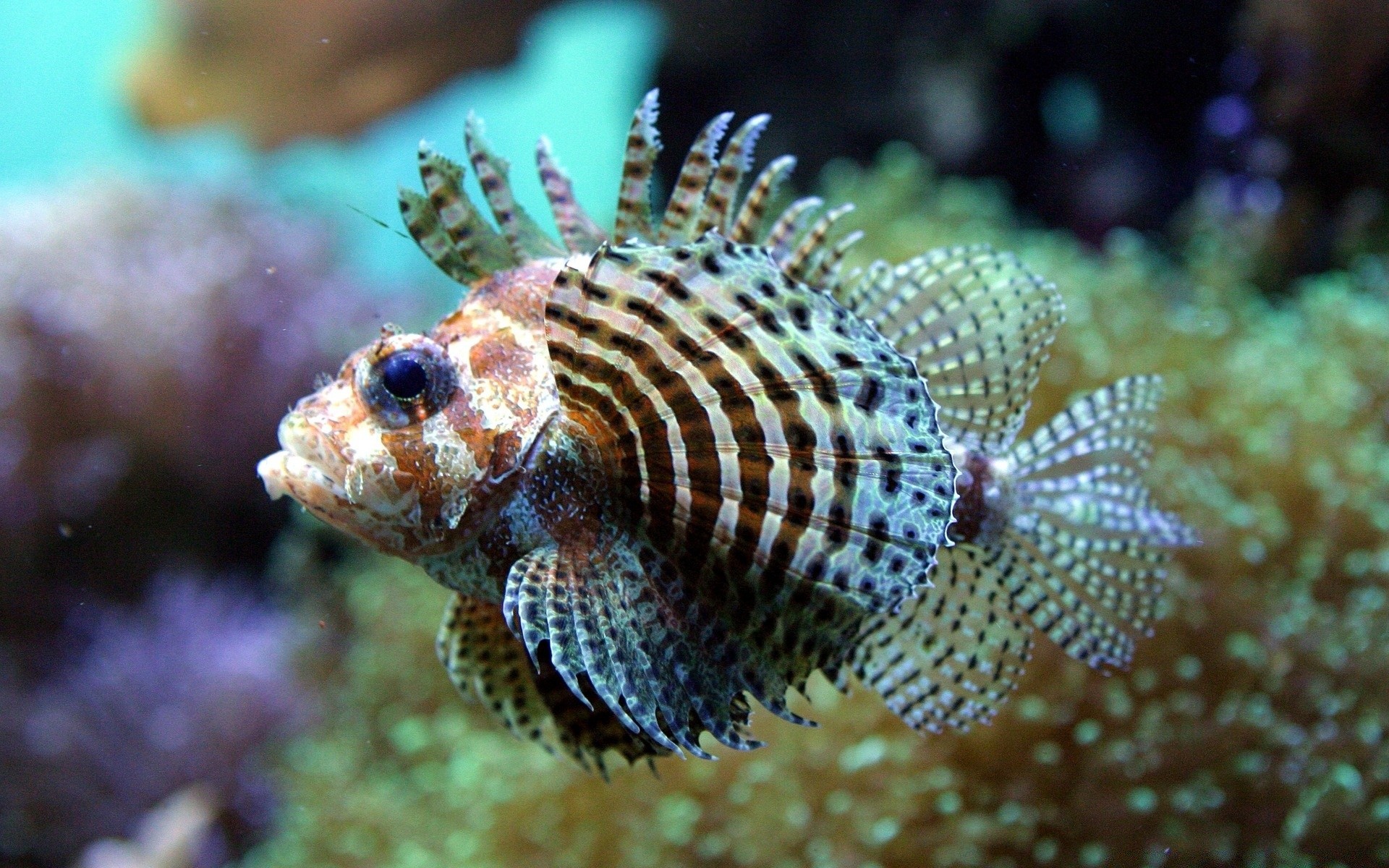 animales marinos submarino coral peces arrecife tropical océano mar invertebrados marina naturaleza buceo vida silvestre acuático animal exótico agua salada buceo acuario submarino