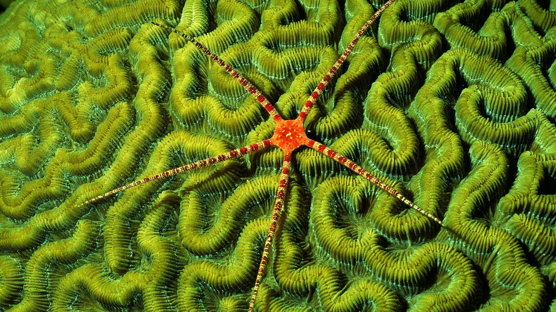 海洋动物 无脊椎动物 水下 桌面 自然 生物学 模板 纹理 抽象