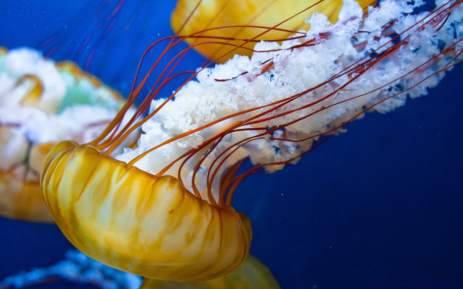 animales marinos bajo el agua peces océano mar escritorio tropical agua invertebrados moluscos acuario marina color