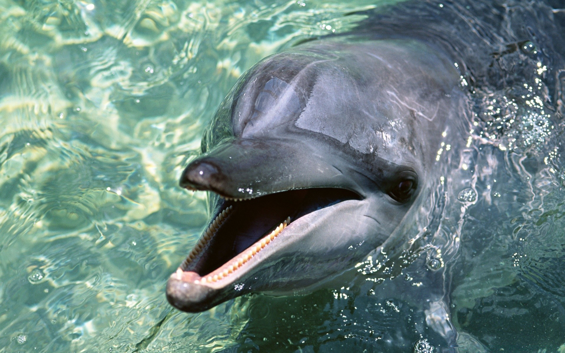 animaux marins eau sous-marin natation faune poissons dauphin océan ventilateur mer nature marine