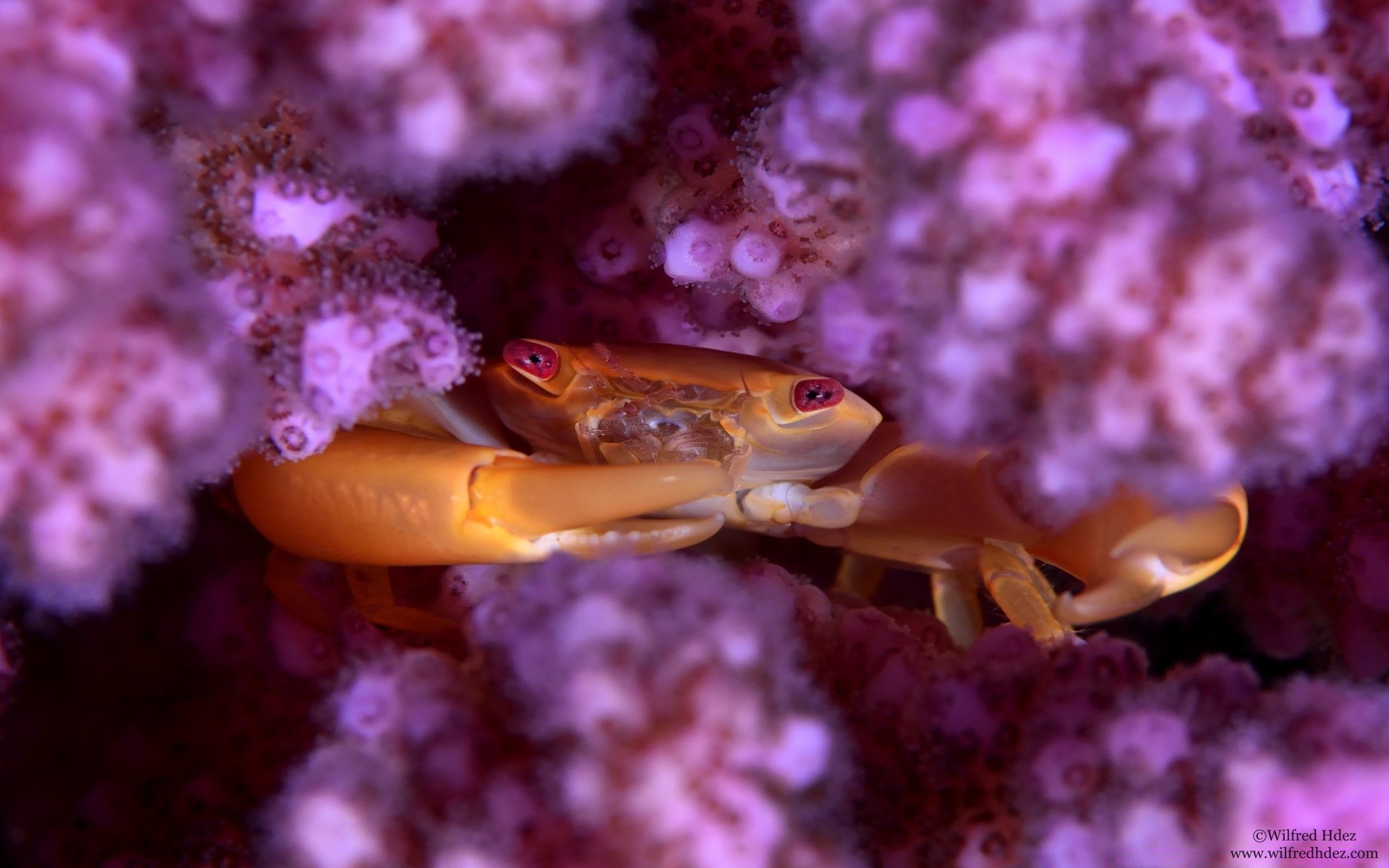 animais marinhos debaixo d água invertebrados peixes coral mar oceano vida selvagem moluscos natureza cor recife fuzileiro naval água