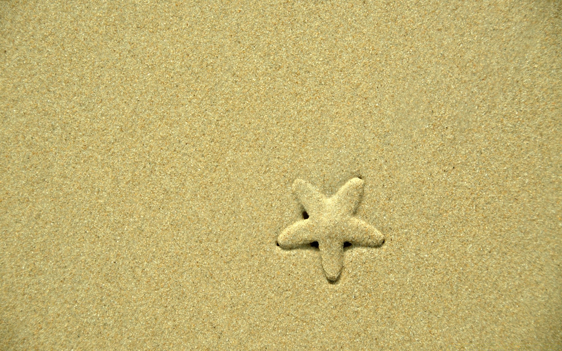 meerestiere sand strand seestern meer muscheln schale nadelhäute küste meer ozean küste wüste urlaub textur reisen desktop fußabdruck