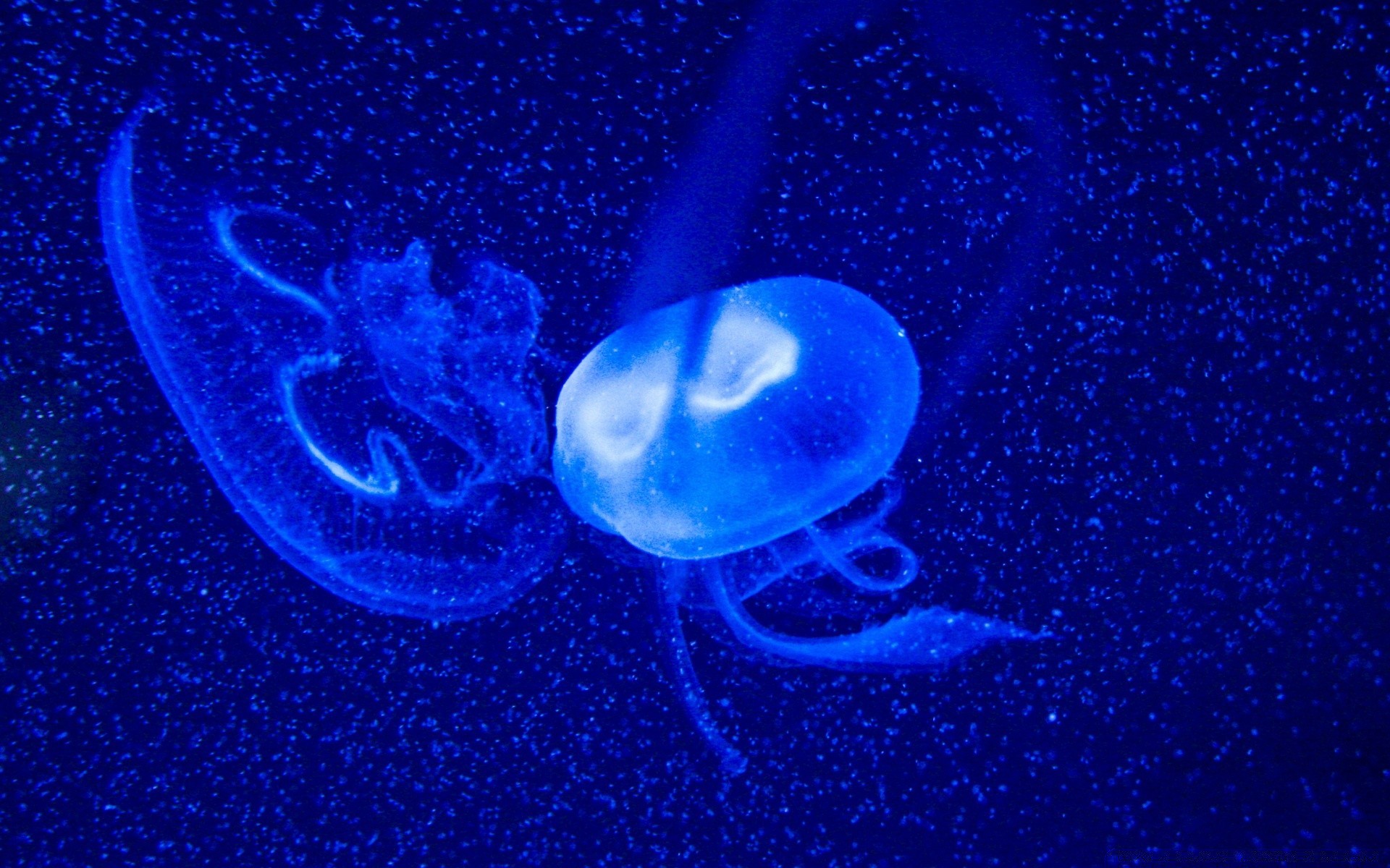 animali marini sott acqua meduse desktop scienza profondo nuoto natura spazio luna scuro invertebrati acqua