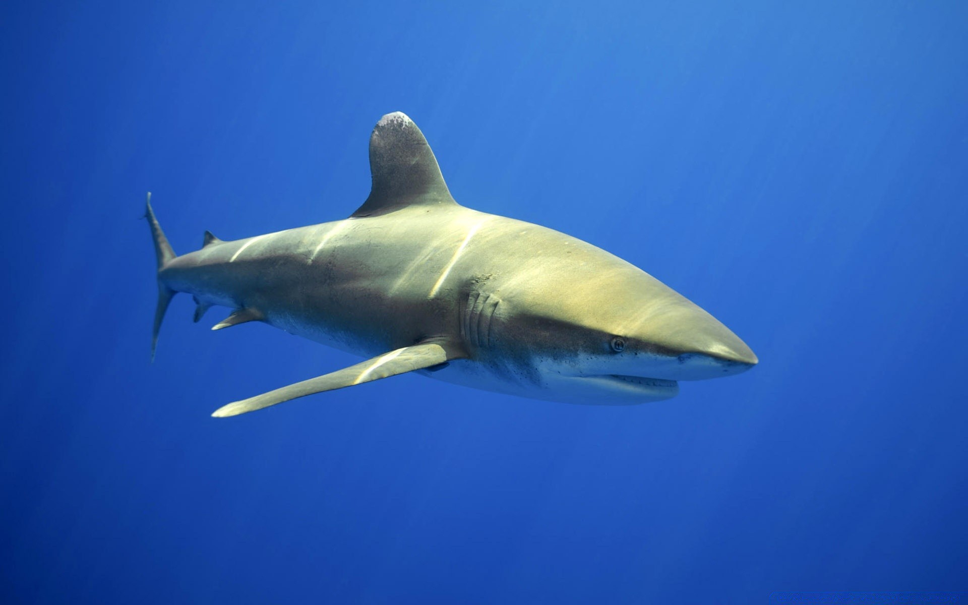 animaux marins sous-marin requin poissons eau faune unique océan natation vue latérale lumière du jour mer ventilateur à l extérieur nature