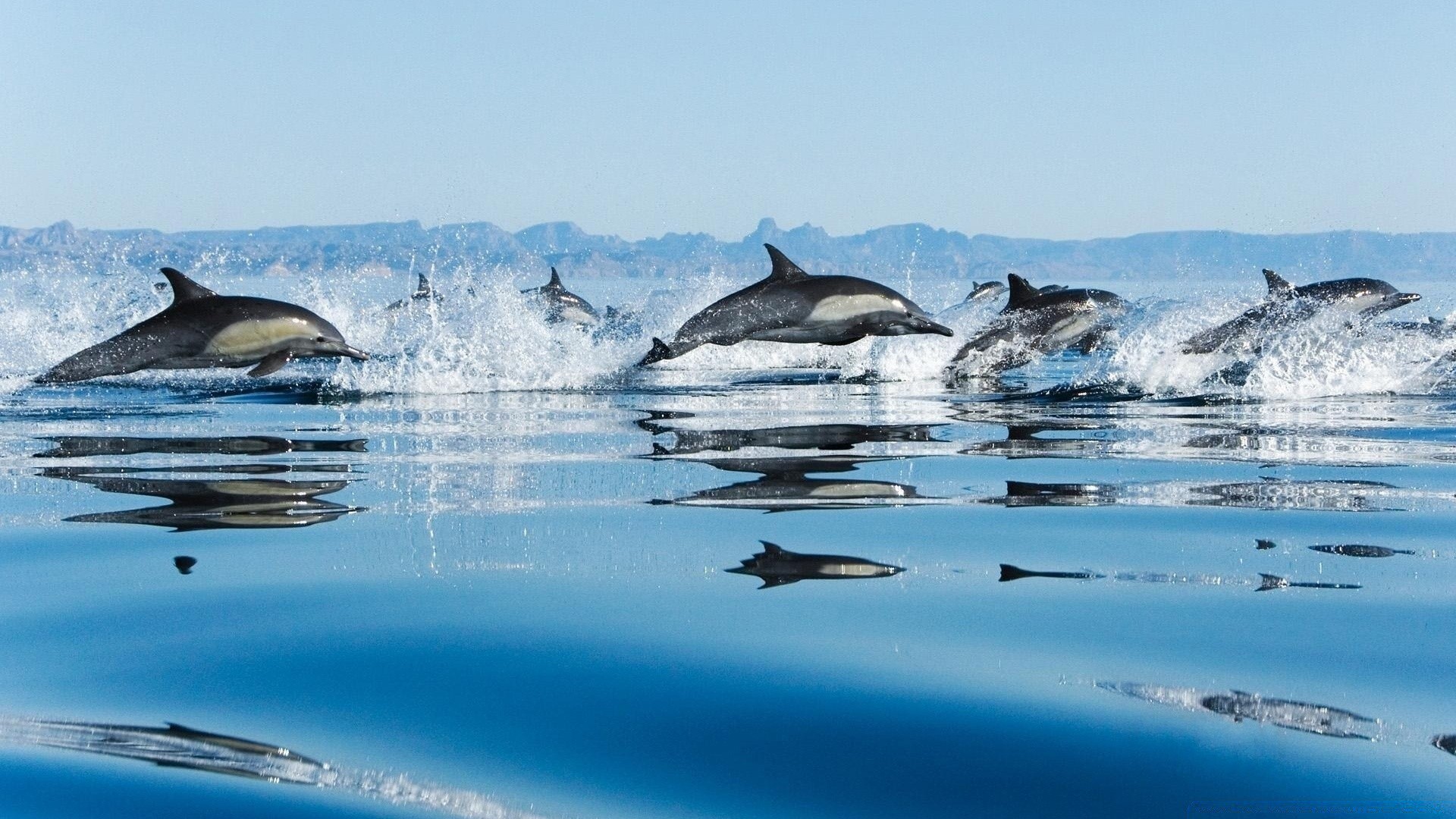 meerestiere wasser natur eis schnee im freien reisen kälte schwimmen winter urlaub gebläse meer ozean himmel