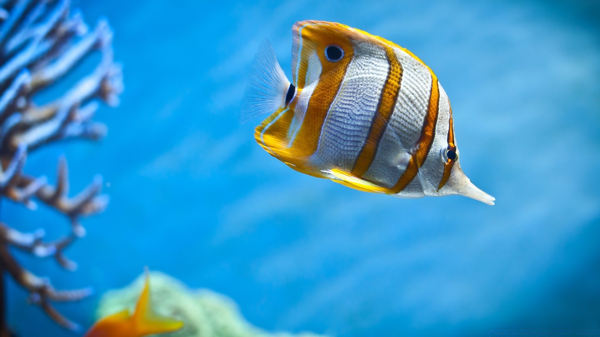 meerestiere unterwasser fische wasser schwimmen ozean meer tropisch aquarium tauchen marine tierwelt korallen türkis im freien reisen natur tief ein riff