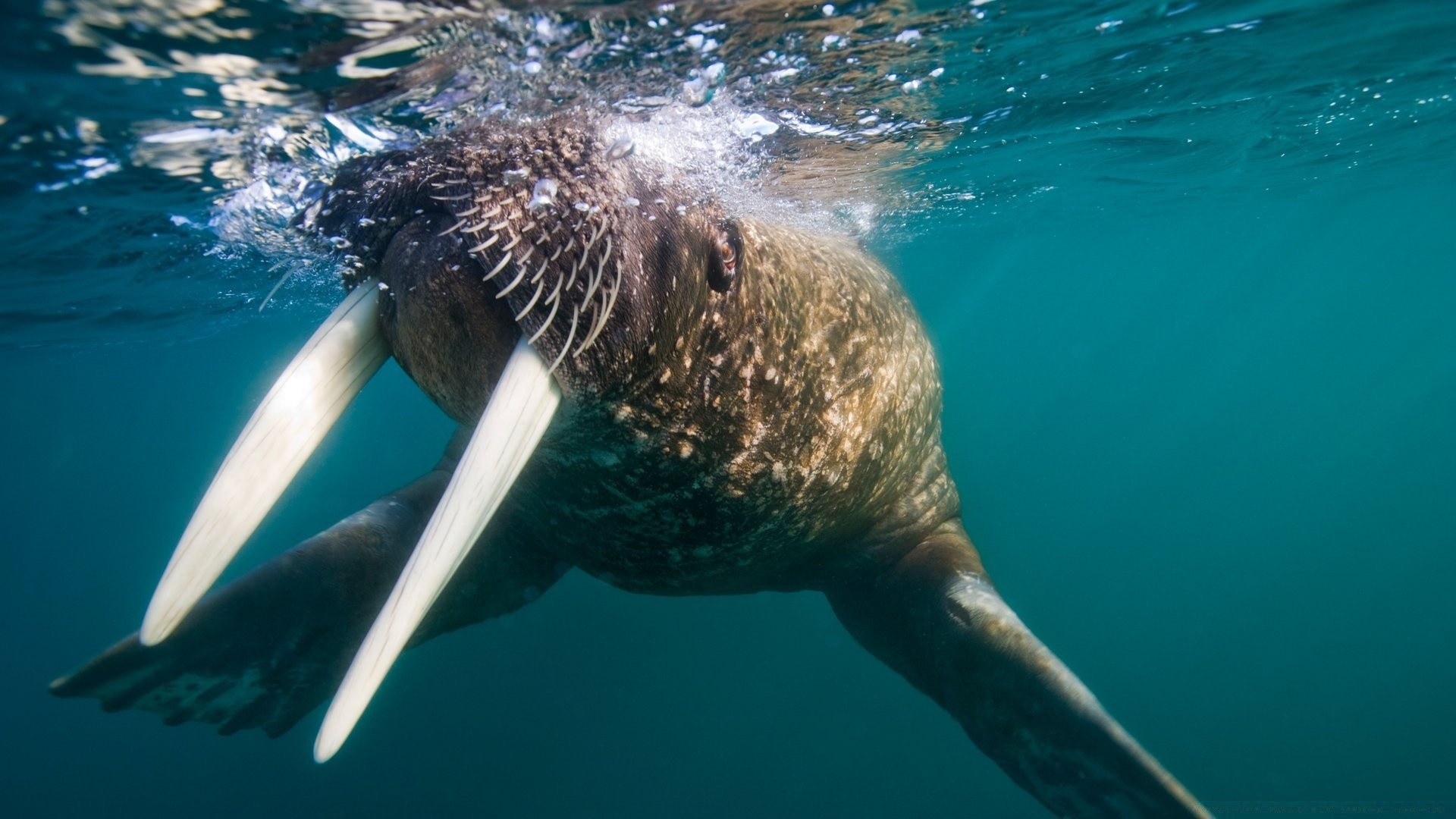 animales marinos natación agua submarino vida silvestre océano naturaleza soplador de aire mar buceo marina peces delfín ballena acuático aleta aleta acuario al aire libre tropical