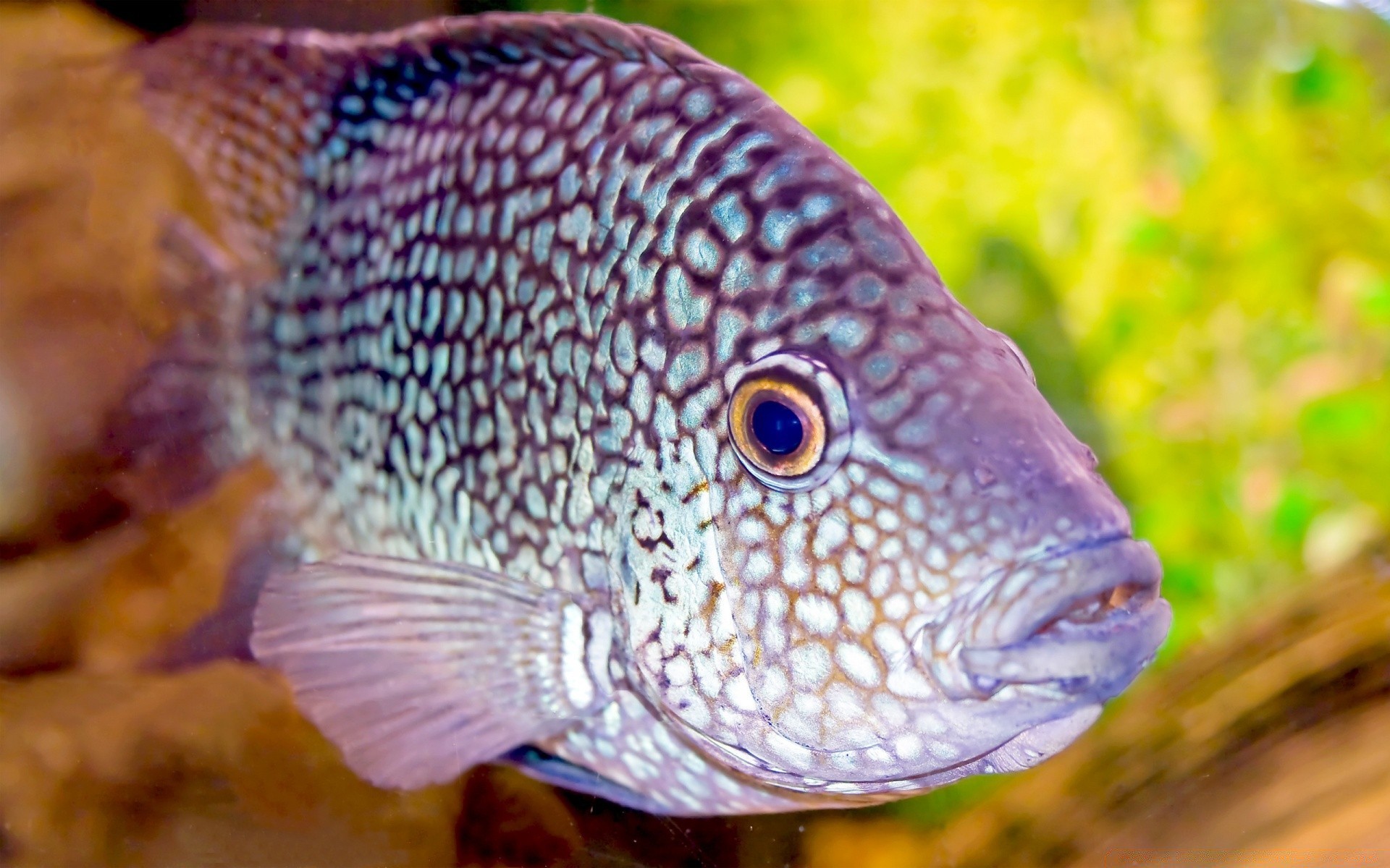 animais marinhos peixes natureza subaquático aquário tropical mar oceano cor fuzileiro naval água animal vida selvagem exótico selvagem natação animal de estimação desktop