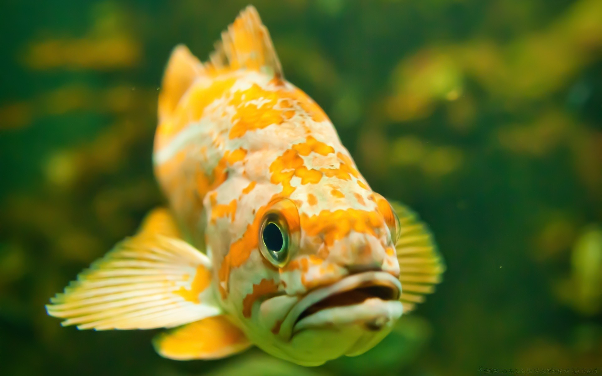 animaux marins nature poissons sous-marin eau aquarium en plein air la faune tropical