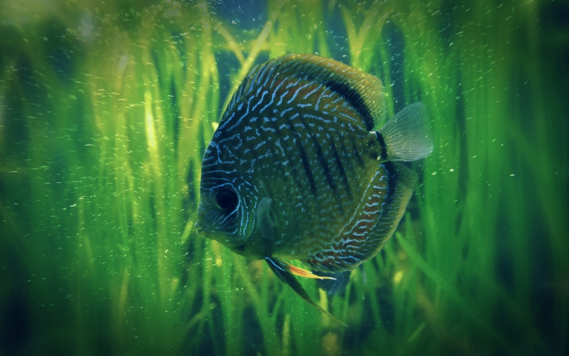 animais marinhos debaixo d água peixes aquário água natação tropical oceano natureza recife coral fuzileiro naval mar animal tanque profundo mergulho vida selvagem exótico aquático