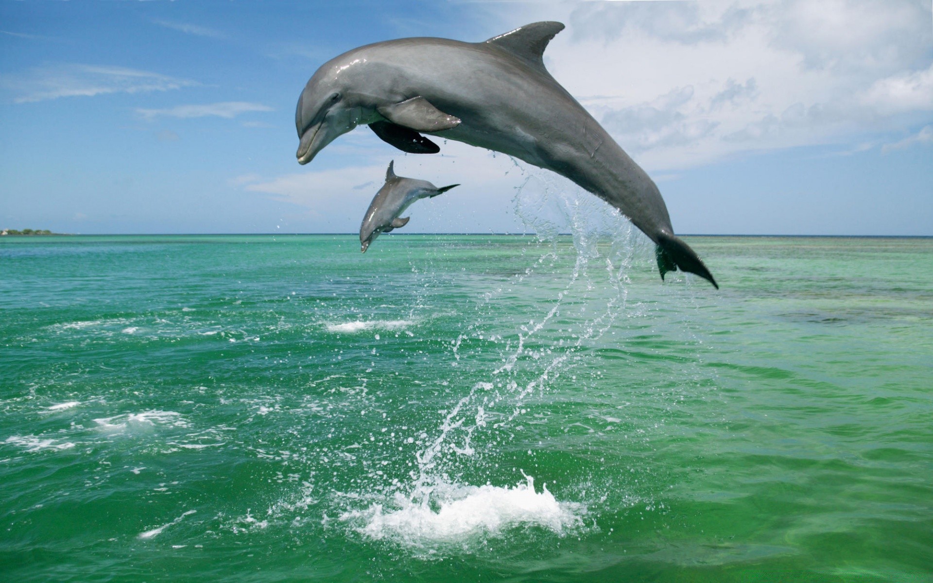 animaux marins eau mer océan nature en plein air été