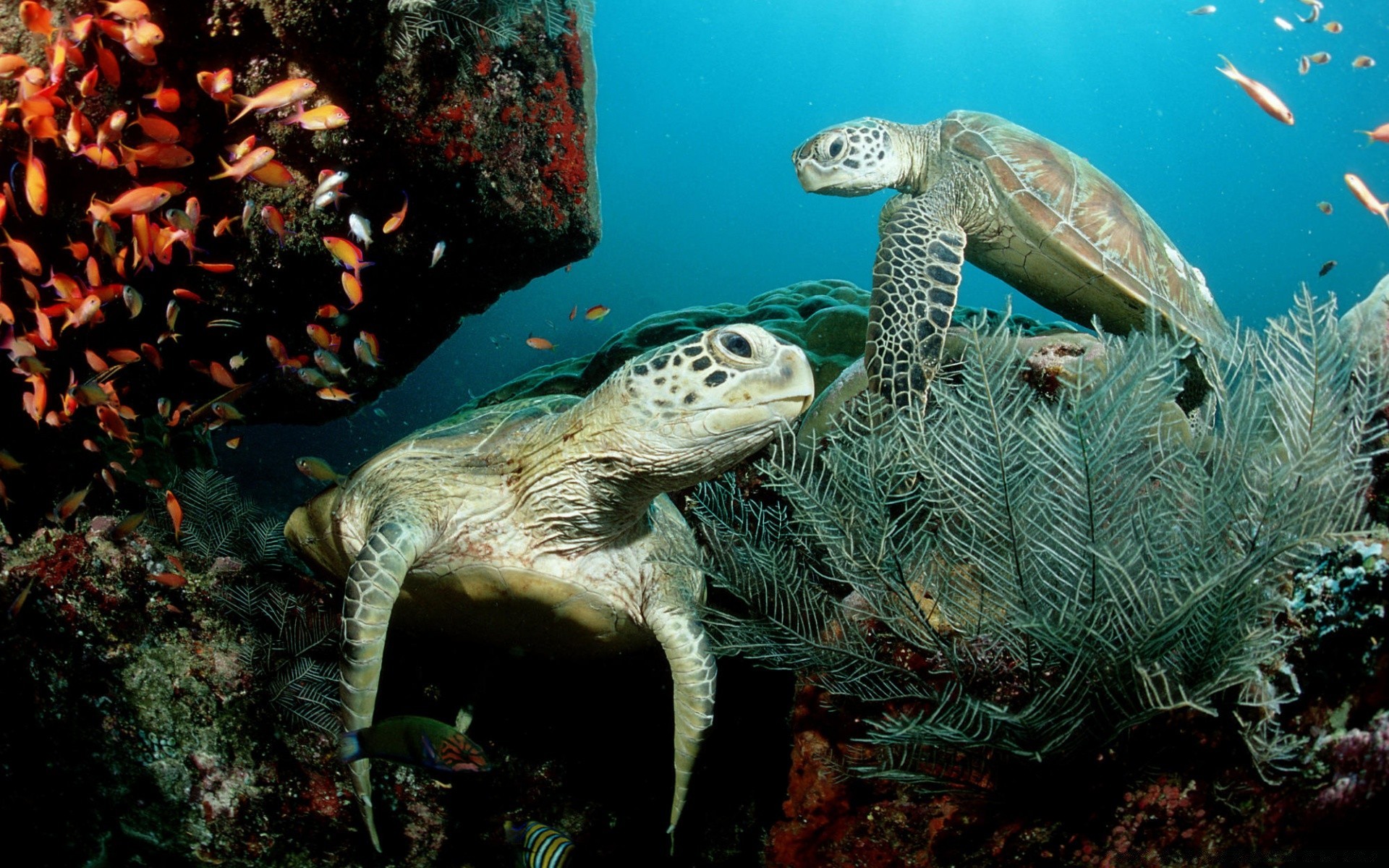 meerestiere unterwasser schildkröte korallen riff fische schwimmen ozean tauchen meer meerwasser wasser gazoo tierwelt wasser tropisch aquarium natur scuba tier u-boot