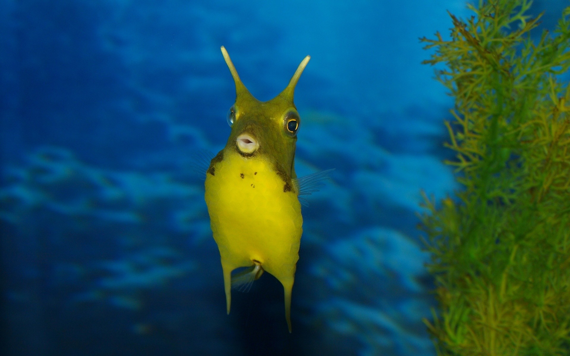 海洋动物 水下 鱼 热带 游泳 水族馆 水 自然 野生动物 海洋 珊瑚 深 海 礁 水生 潜水