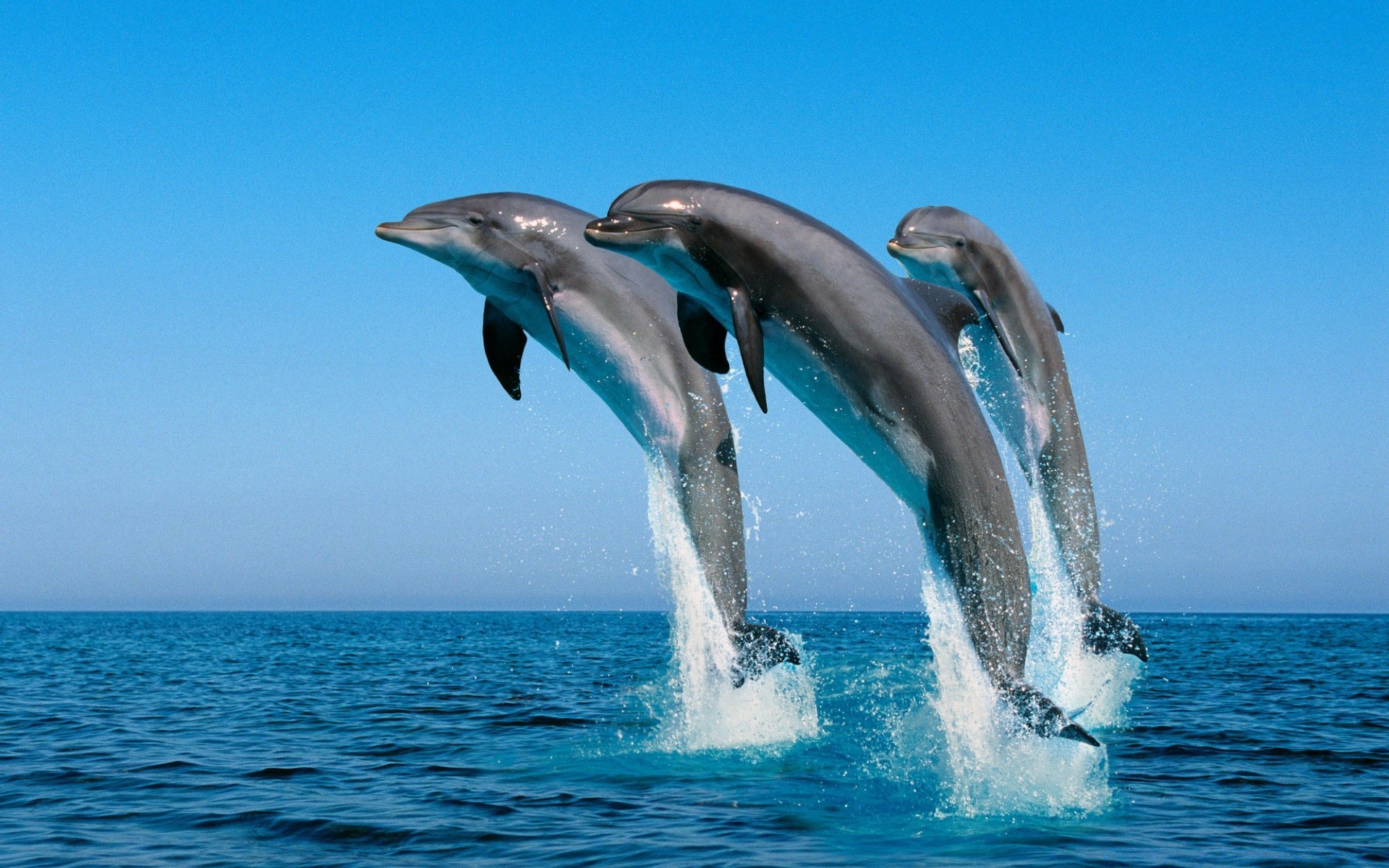 animaux marins eau mer océan natation ventilateur dauphin baleine marine turquoise nature sous-marin plongée été fin