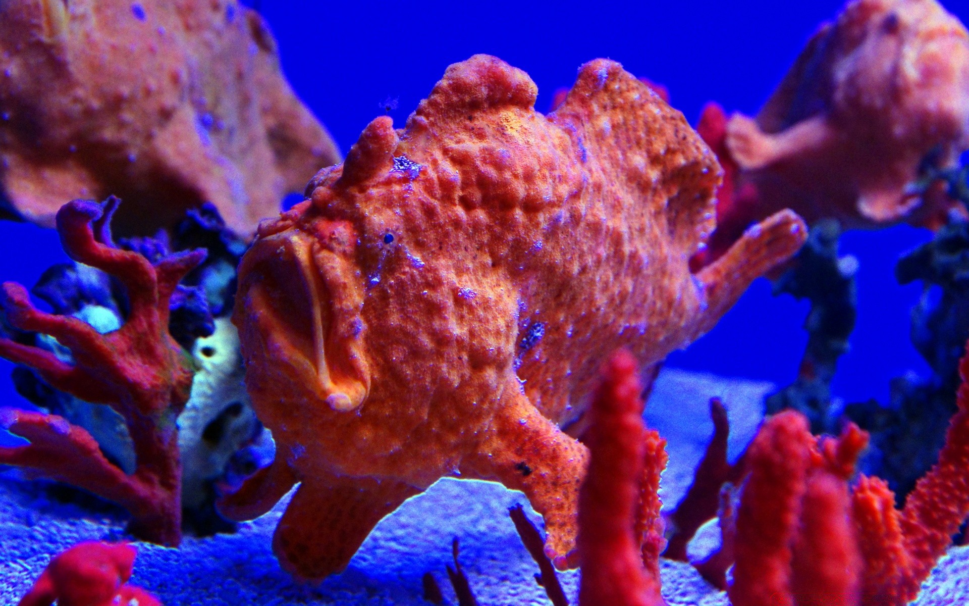 amphibians underwater coral fish invertebrate reef ocean diving submarine sea sponge aquarium deep snorkeling swimming water tropical echinoderm starfish marine