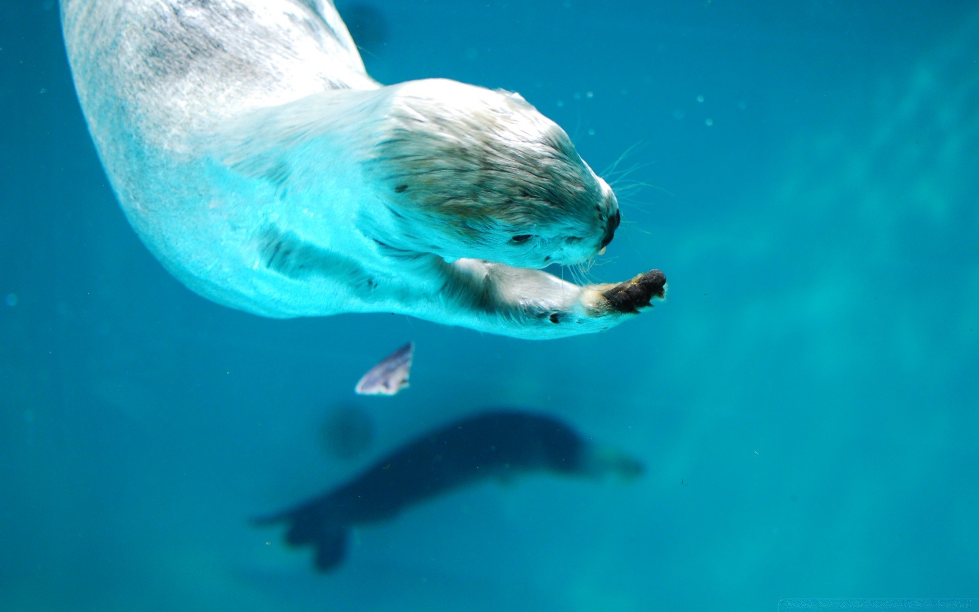 animaux marins sous-marin eau natation poissons océan mer faune nature plongée marine