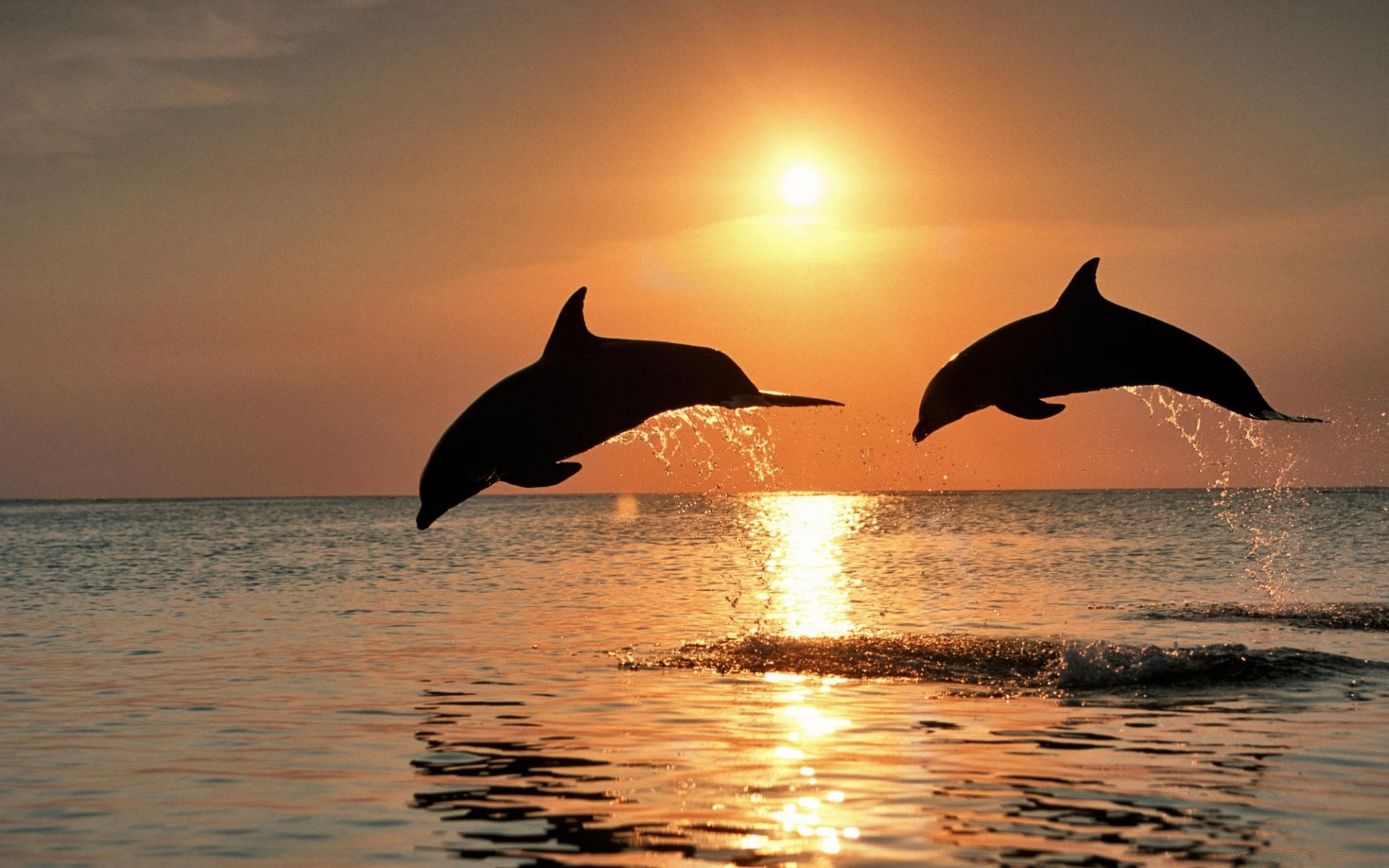 meerestiere wasser ozean meer gebläse delphin sonnenuntergang wal sonne schwimmen säugetier