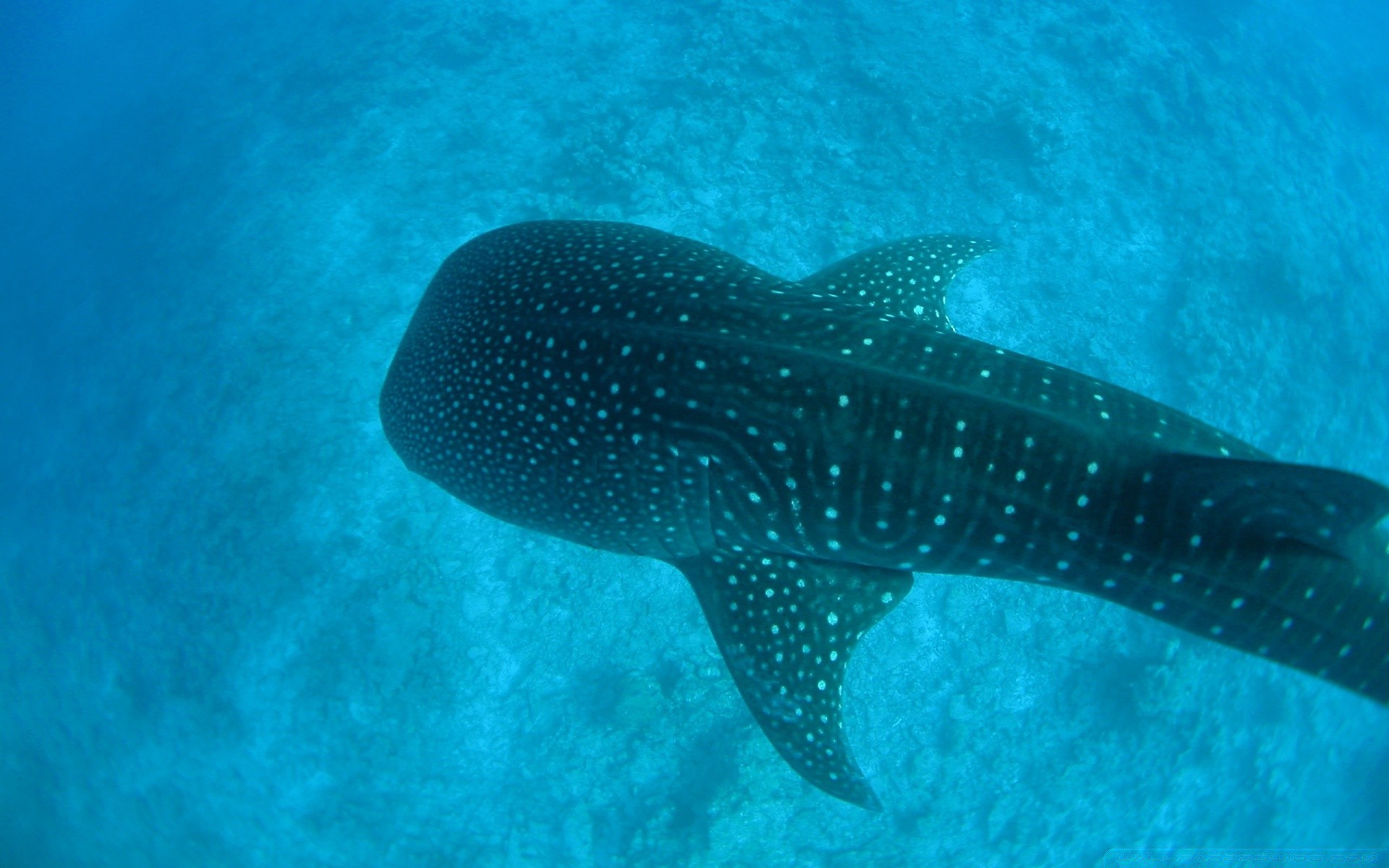 amphibians underwater fish swimming water ocean sea coral one reef diving travel