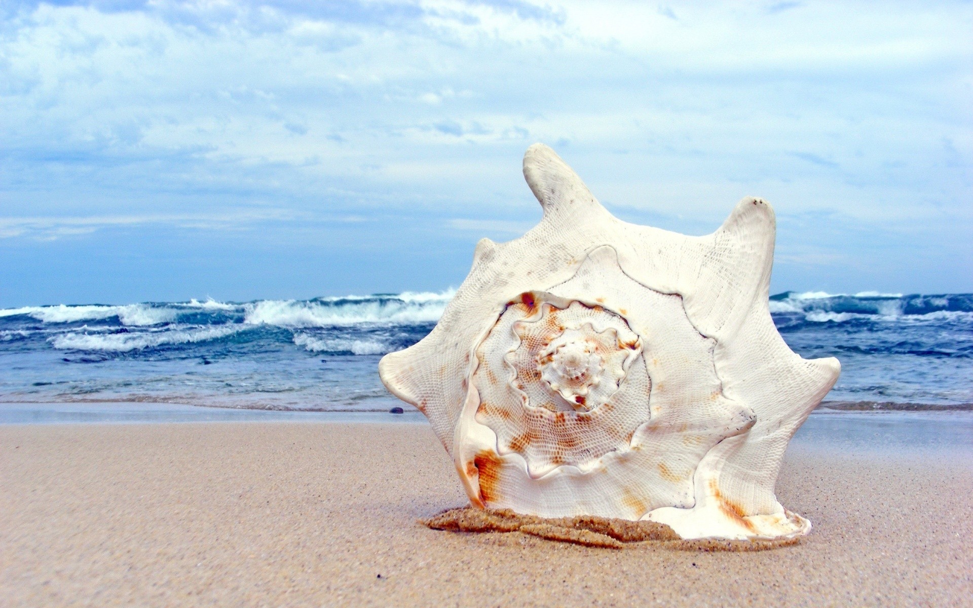 海洋动物 沙子 海滩 海 海 海洋 水 夏天 旅行 假期 热带 海岸 自然 海岛 贝壳 天空 太阳 波浪 冲浪 放松