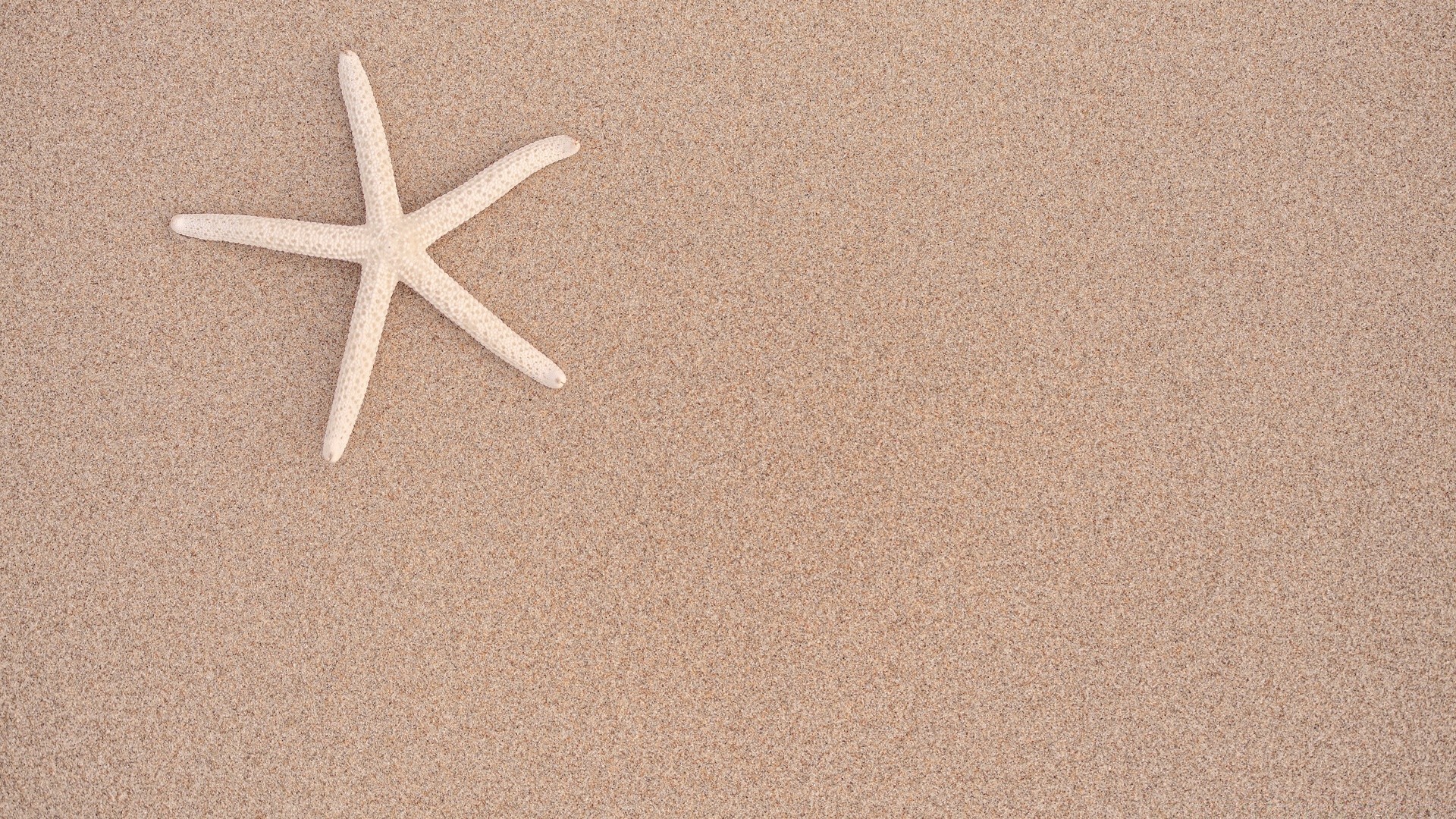 animaux marins étoile de mer sable plage mer échinodermes coquillages coquille vide voyage