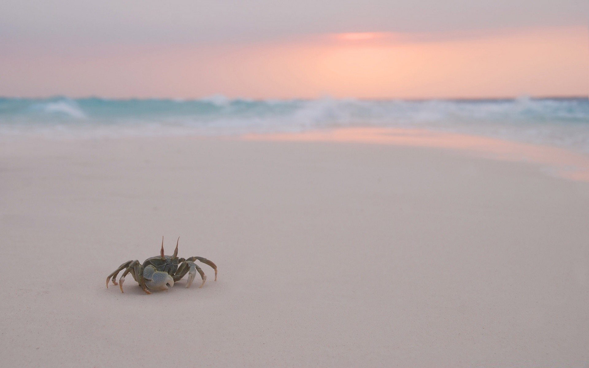 amphibians beach water sand sea seashore ocean sunset nature island summer sun landscape sky travel dawn shore seascape