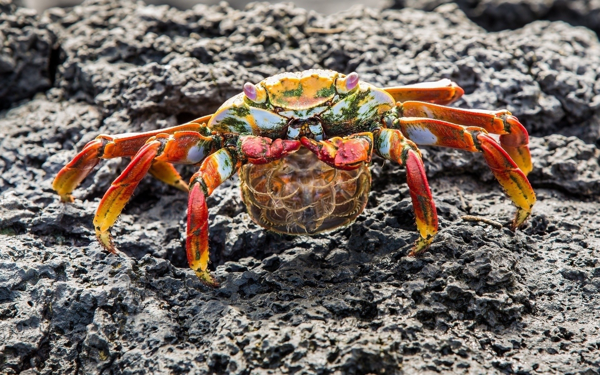 meerestiere krebse krabbe muscheln klaue natur wirbellose hummer meer schale lebensmittel meeresfrüchte farbe sand schließen im freien ozean strand desktop