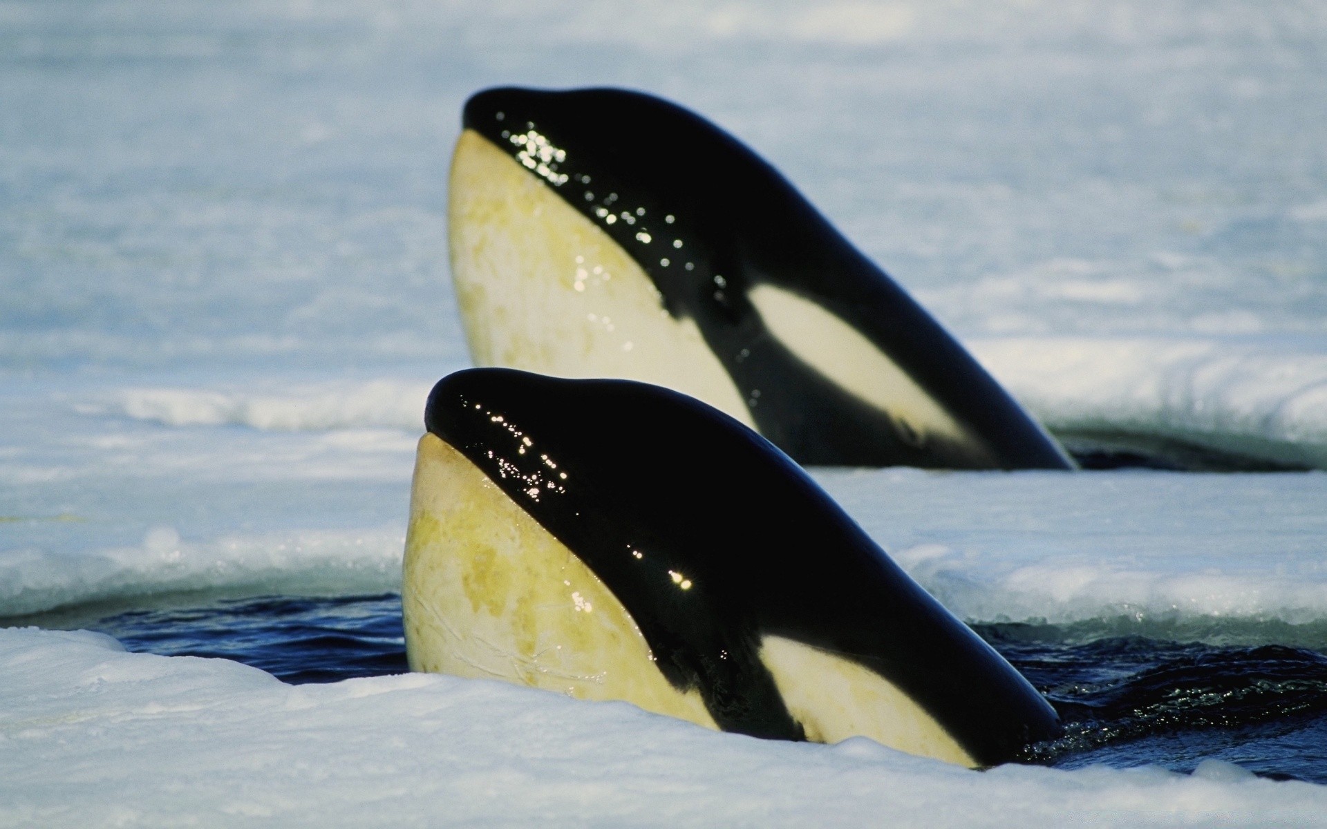 meerestiere wasser kälte schnee im freien eis winter frostig meer ozean reisen natur strand meer tageslicht