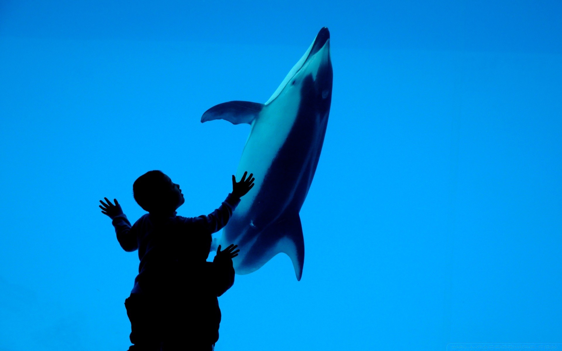 meerestiere unterwasser fische wasser im freien schwimmen delphin ozean natur gebläse meer tierwelt