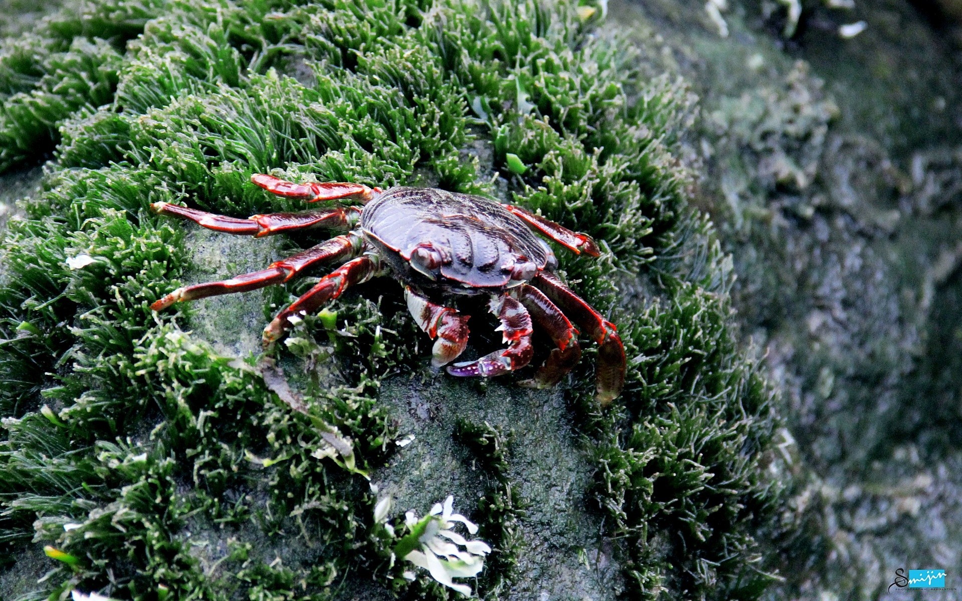 amphibians nature invertebrate tree environment crab food wood outdoors crustacean close-up