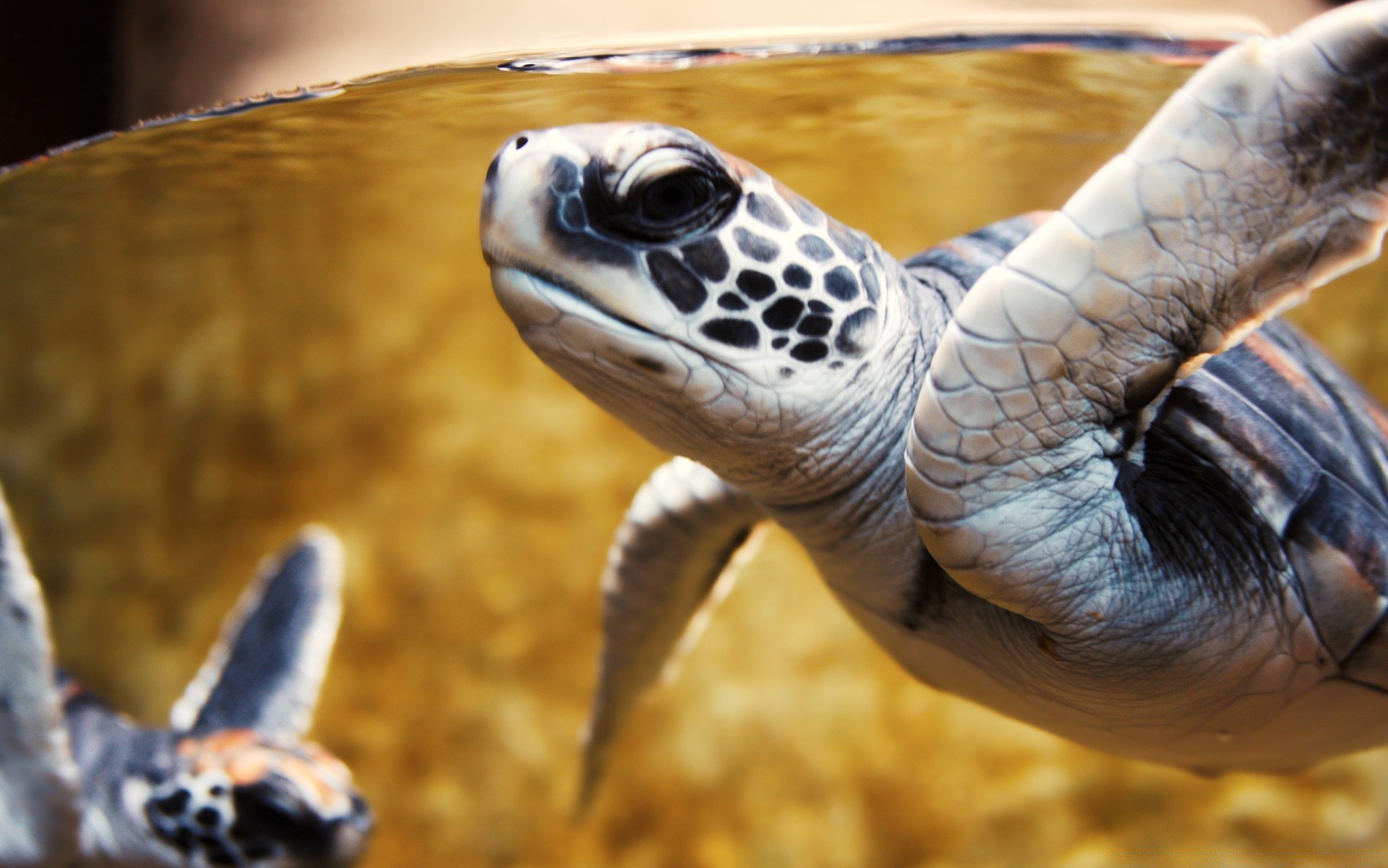 animaux marins gazebo tortue unique faune nature animal de compagnie lumière du jour