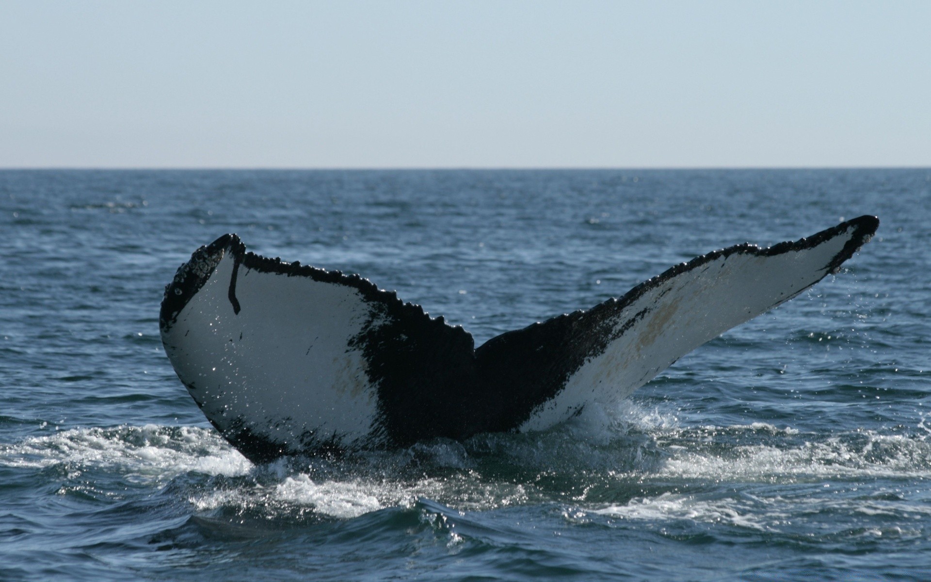 animali marini acqua soffiatori balena mare oceano azione moto d acqua viaggi