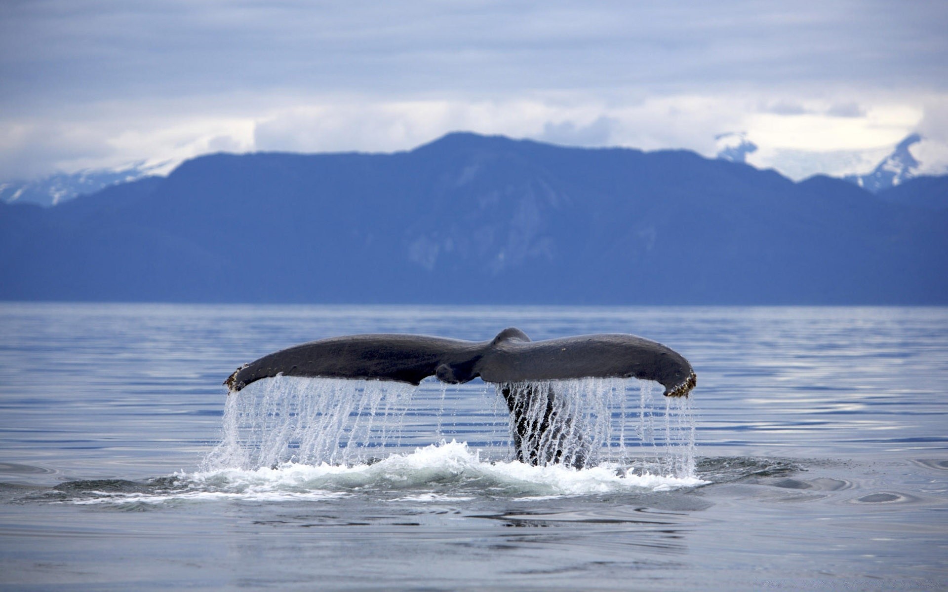 animali marini acqua mare oceano natura balena all aperto ventilatore gelido ghiaccio inverno neve viaggi