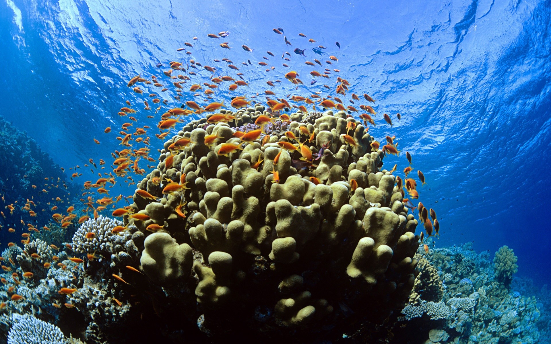 animaux marins sous-marin corail poissons récif océan mer plongée eau marine tropical invertébrés plongée sous-marine plongée en apnée éponge eau salée sous-marin écosystème exotique aquatique