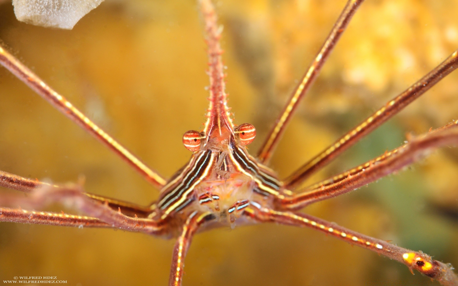 meerestiere natur im freien insekt spinne wirbellose wenig biologie