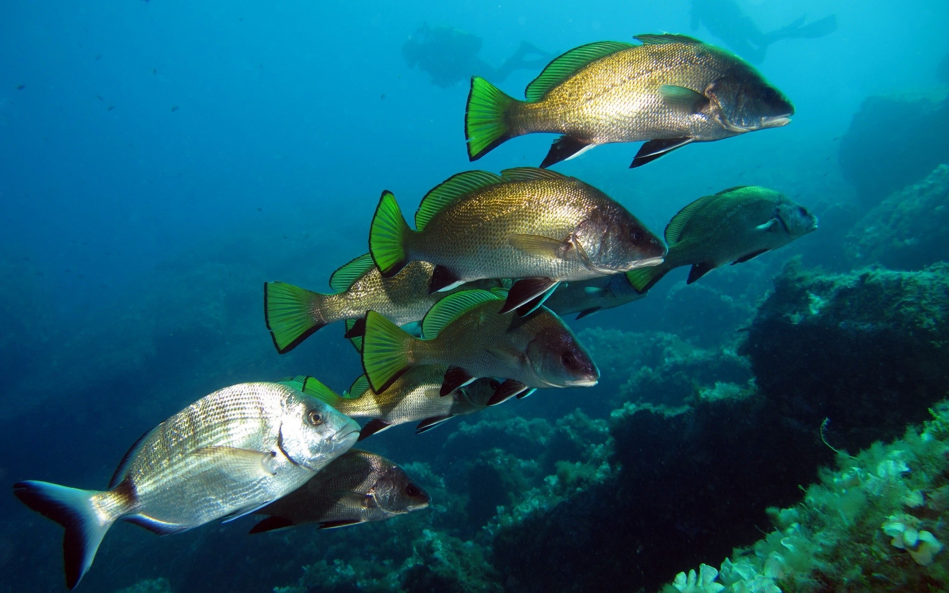 zwierzęta morskie podwodne ryby ocean koralowy rafa tropikalne morze pływanie nurkowanie snorkeling woda morska natura dzika skuba