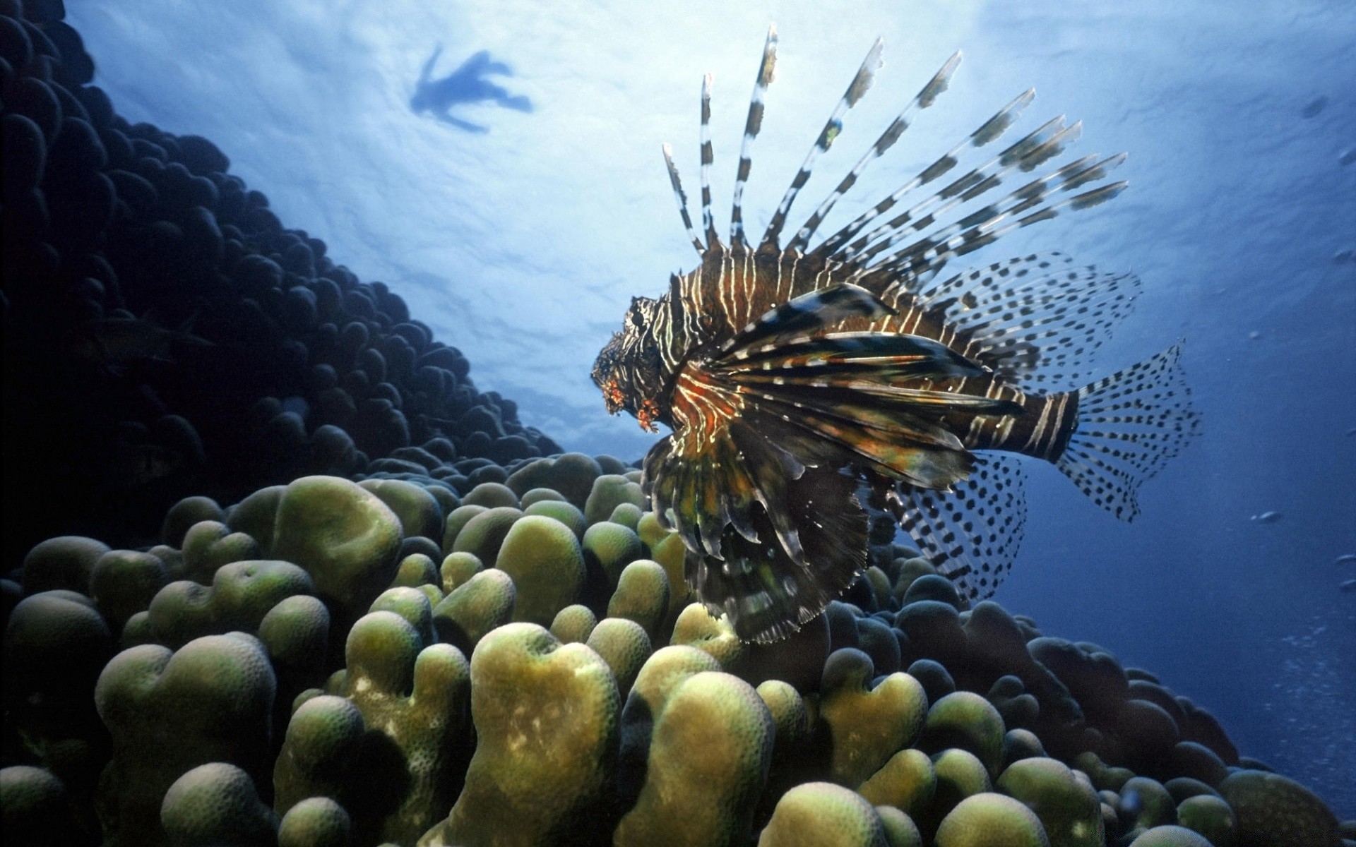 animais marinhos debaixo d água mar oceano água peixes recife invertebrados natureza coral tropical