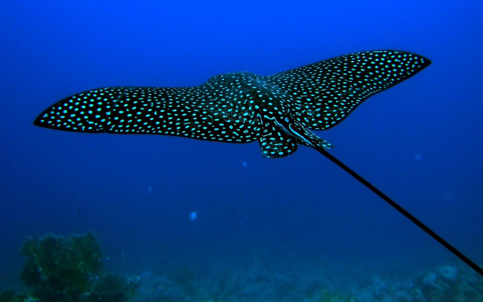 animaux marins sous-marin poissons océan eau mer récif faune plongée corail nature tropical animal natation voyage marine invertébrés en plein air scooby doo eau salée