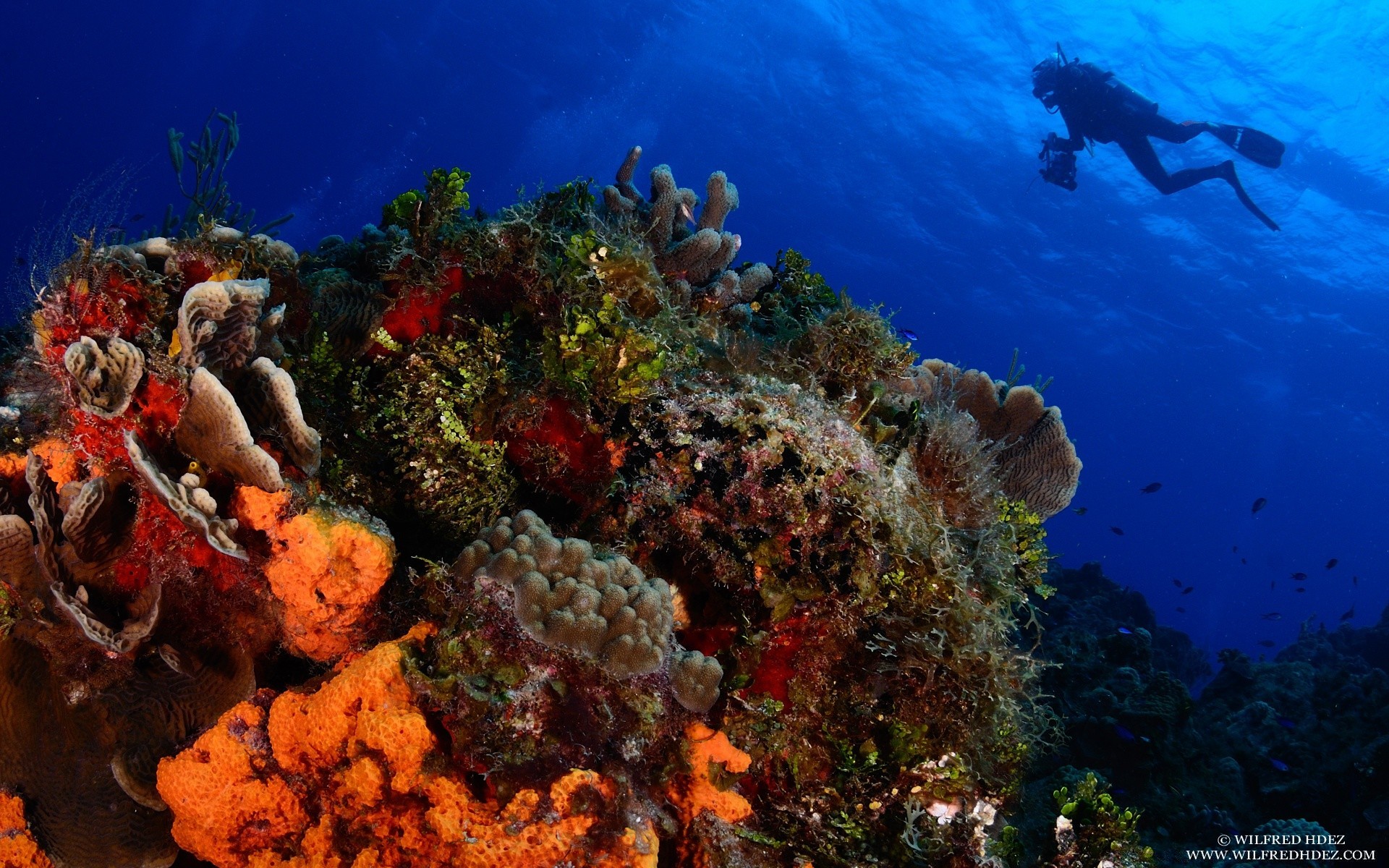 animais marinhos subaquático peixes recife coral oceano esportes aquáticos água mergulho mar snorkeling invertebrados mergulho submarino mergulhador esponja paisagem tropical natação ecossistemas