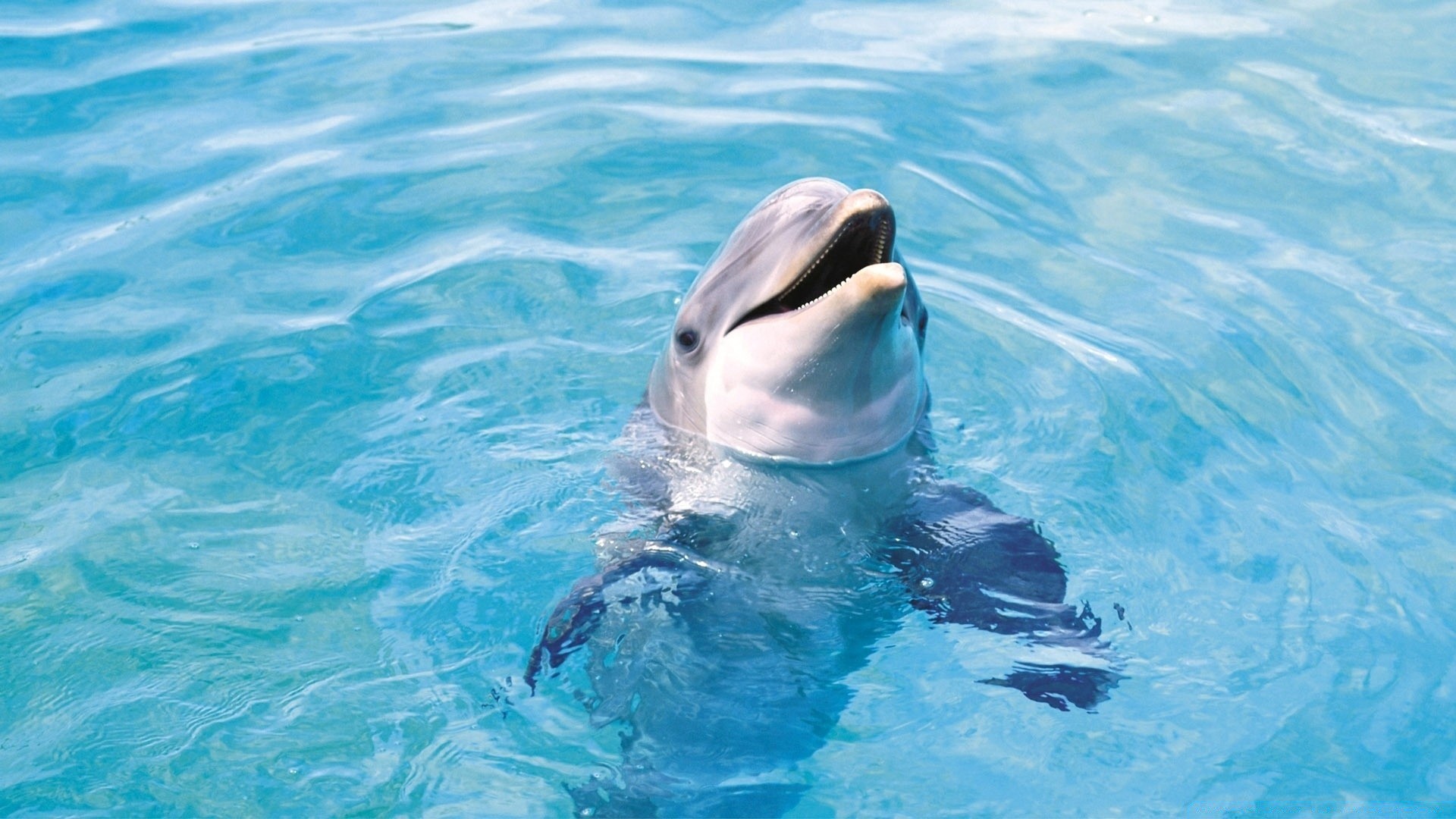 animaux marins natation eau dauphin sous-marin ventilateur océan mer marine baleine fin poissons faune aquatique nageur nature plongée piscine turquoise aquarium