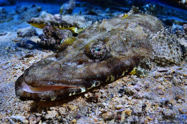 Crocodilefish tentacles with a flat head