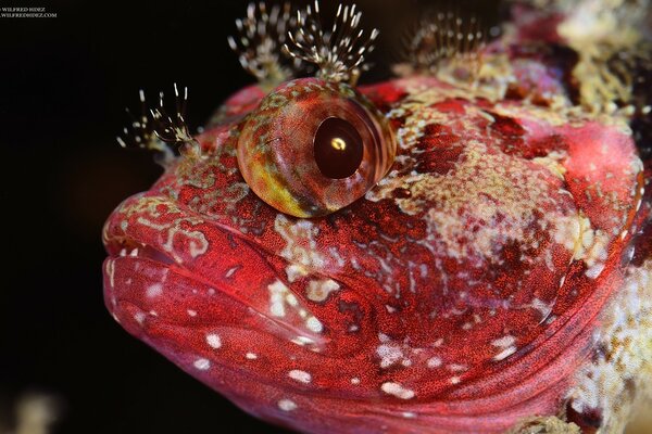 Wirbellose Fische in roter Farbe