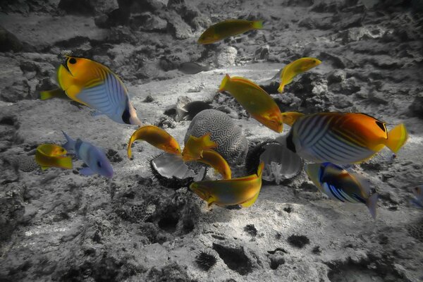 Coral habitat sea bottom