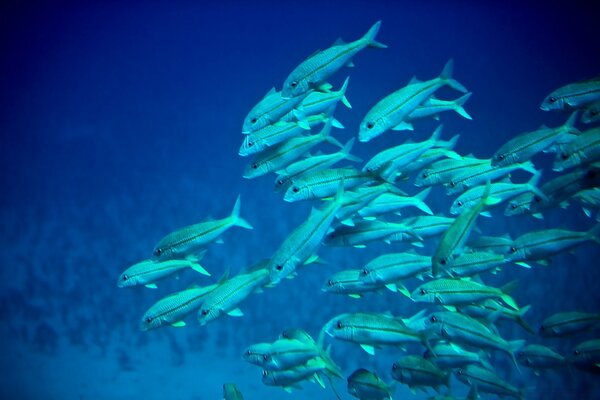 Troupeau de poissons sous-marins bleus