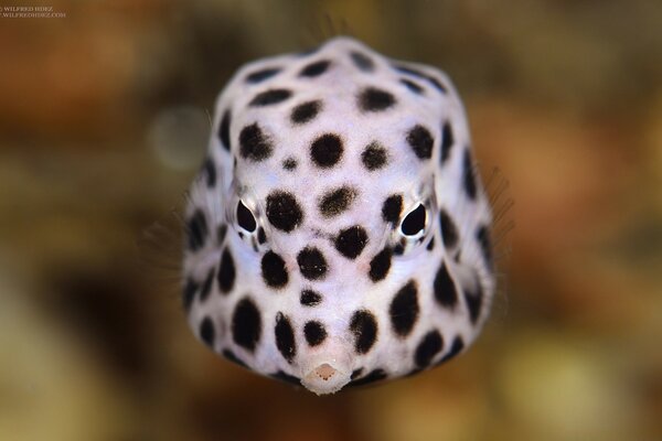 Marine animals, colorful fish