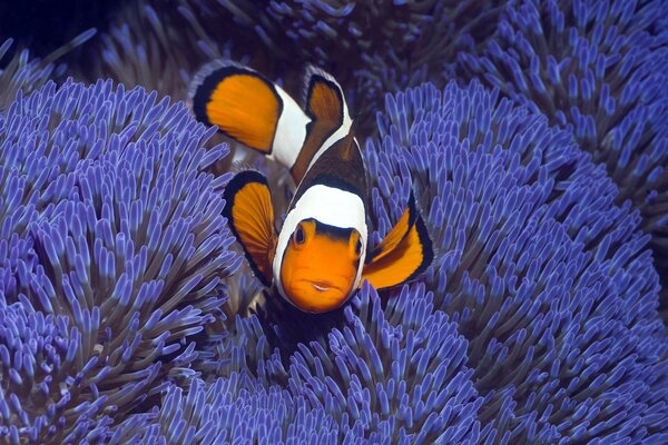 Fish in coral reefs in the underwater kingdom