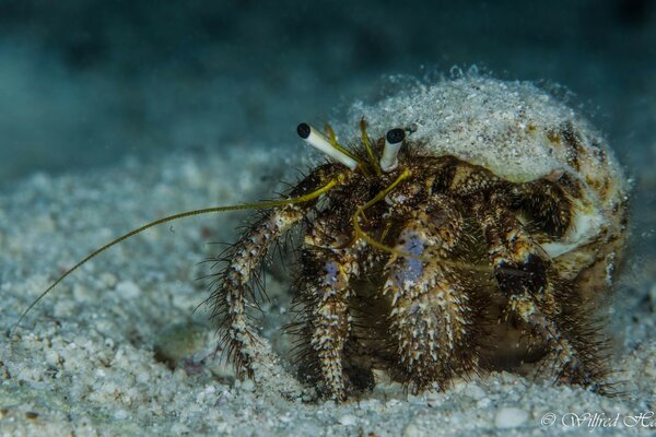 Marine animal, spider crab underwater color photo