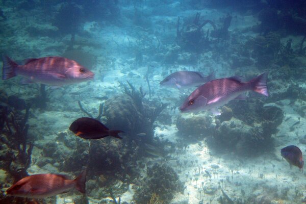 Schimmernde Fische im Ozean