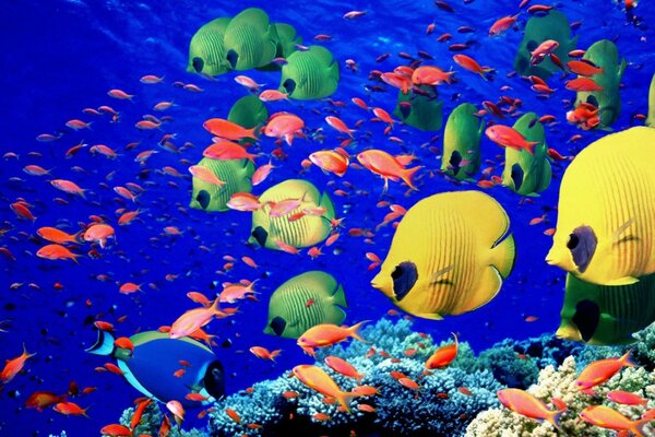 Beaux poissons nagent dans l aquarium