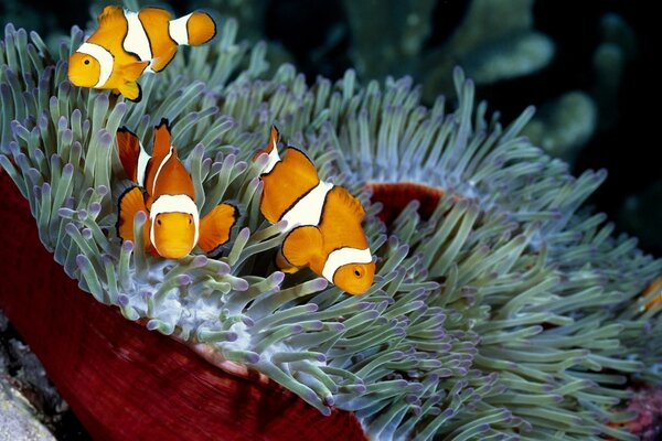 Trois poissons de corail clown photo couleur